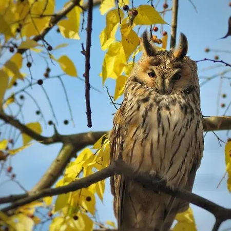 Celikovic * Bosanski Samac