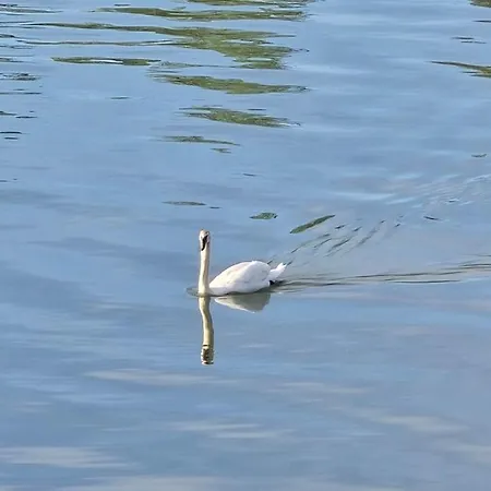 Celikovic Apartament