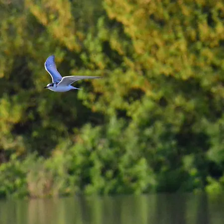 דירה Celikovic Centar Samca, Parking, Balkon, Wifi