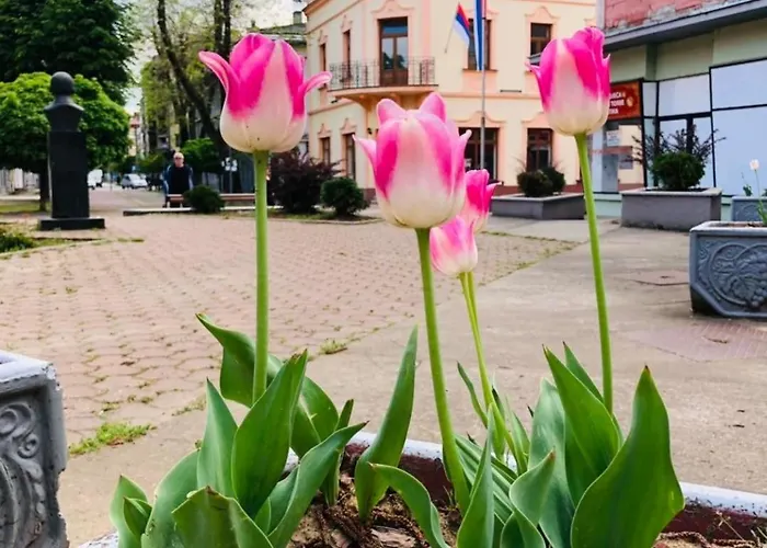 דירה Celikovic Centar Samca, Parking, Balkon, Wifi *