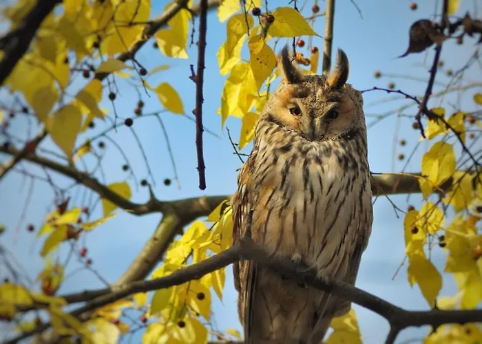 Celikovic Centar Samca, Parking, Balkon, Wifi * Bosanski Samac