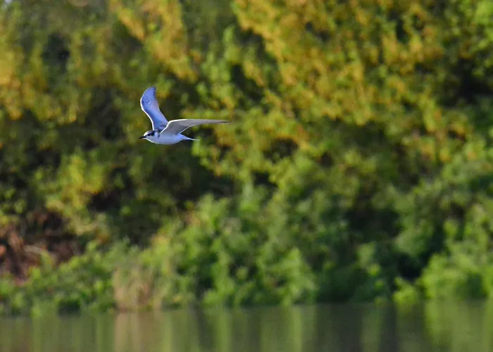 דירה Celikovic Centar Samca, Parking, Balkon, Wifi